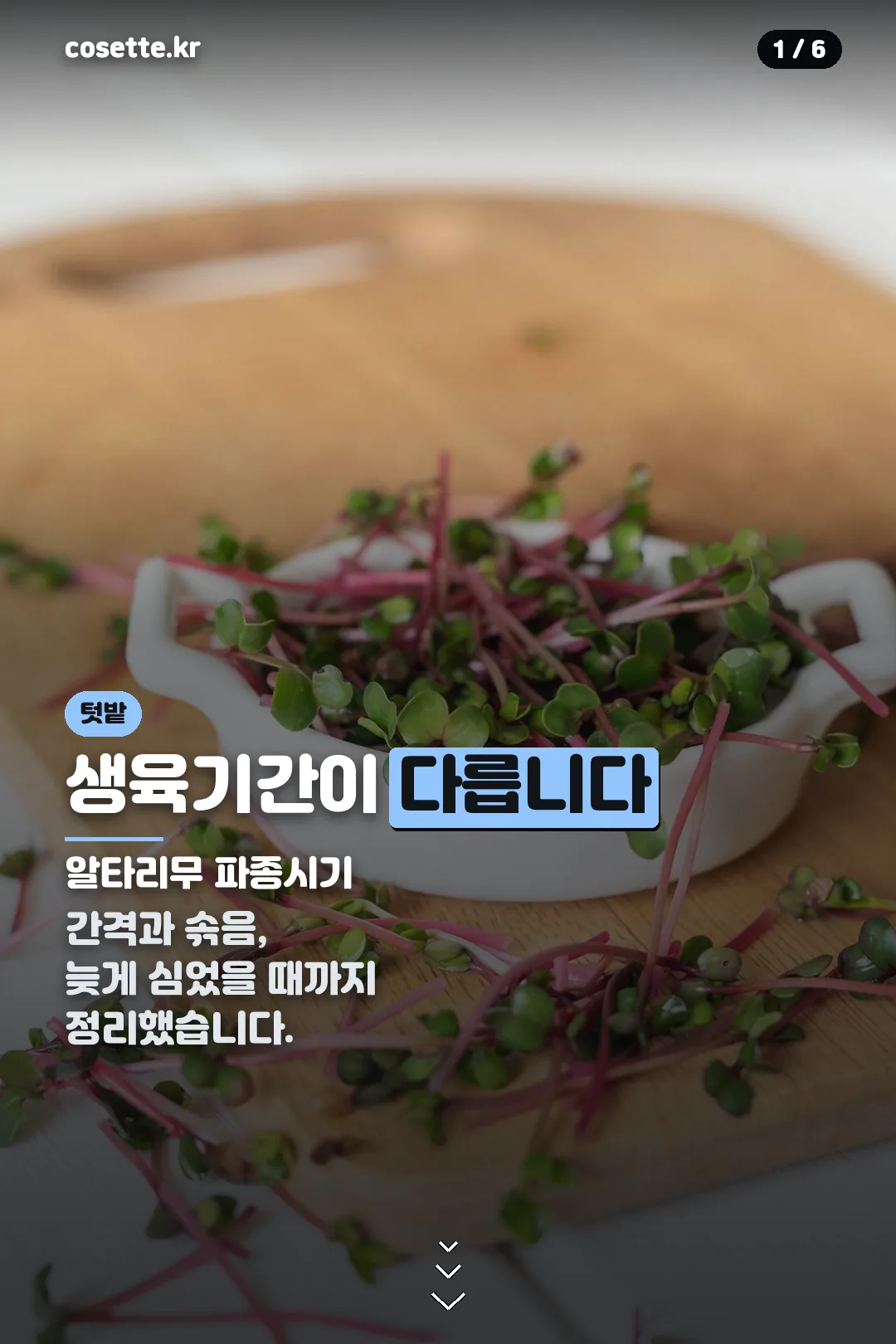 알타리무 파종시기 표지