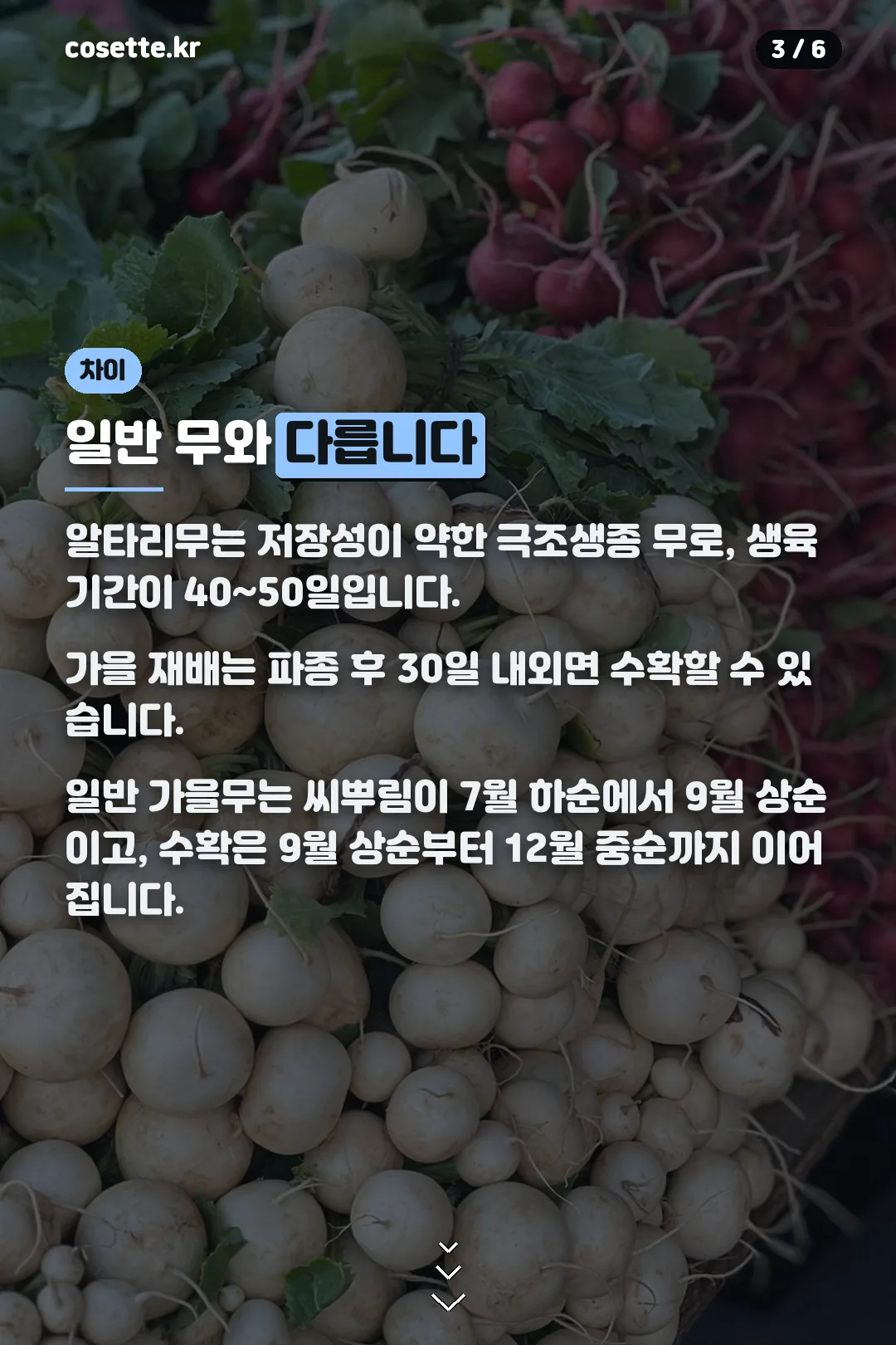 일반 무와의 차이