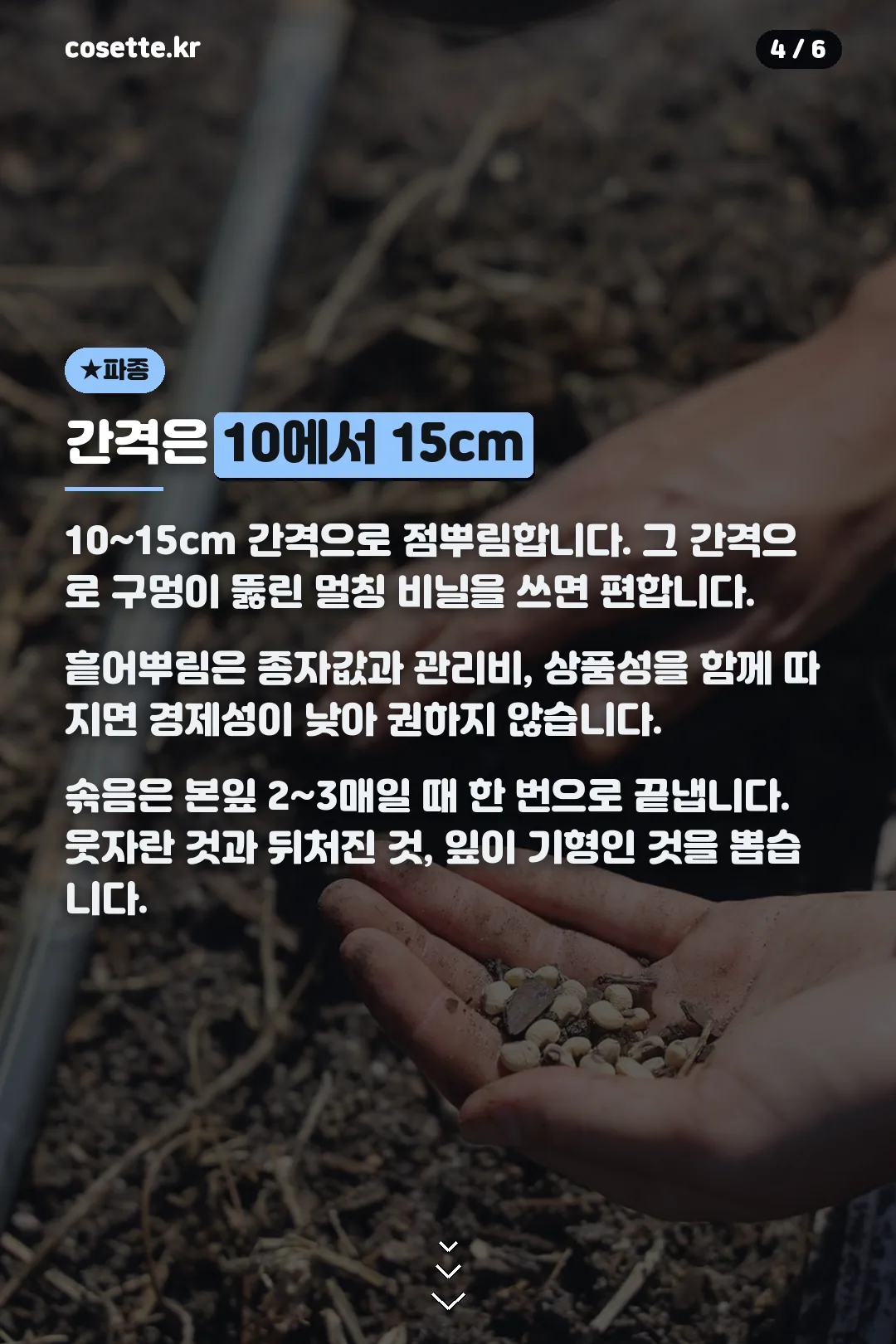 파종 간격과 솎음