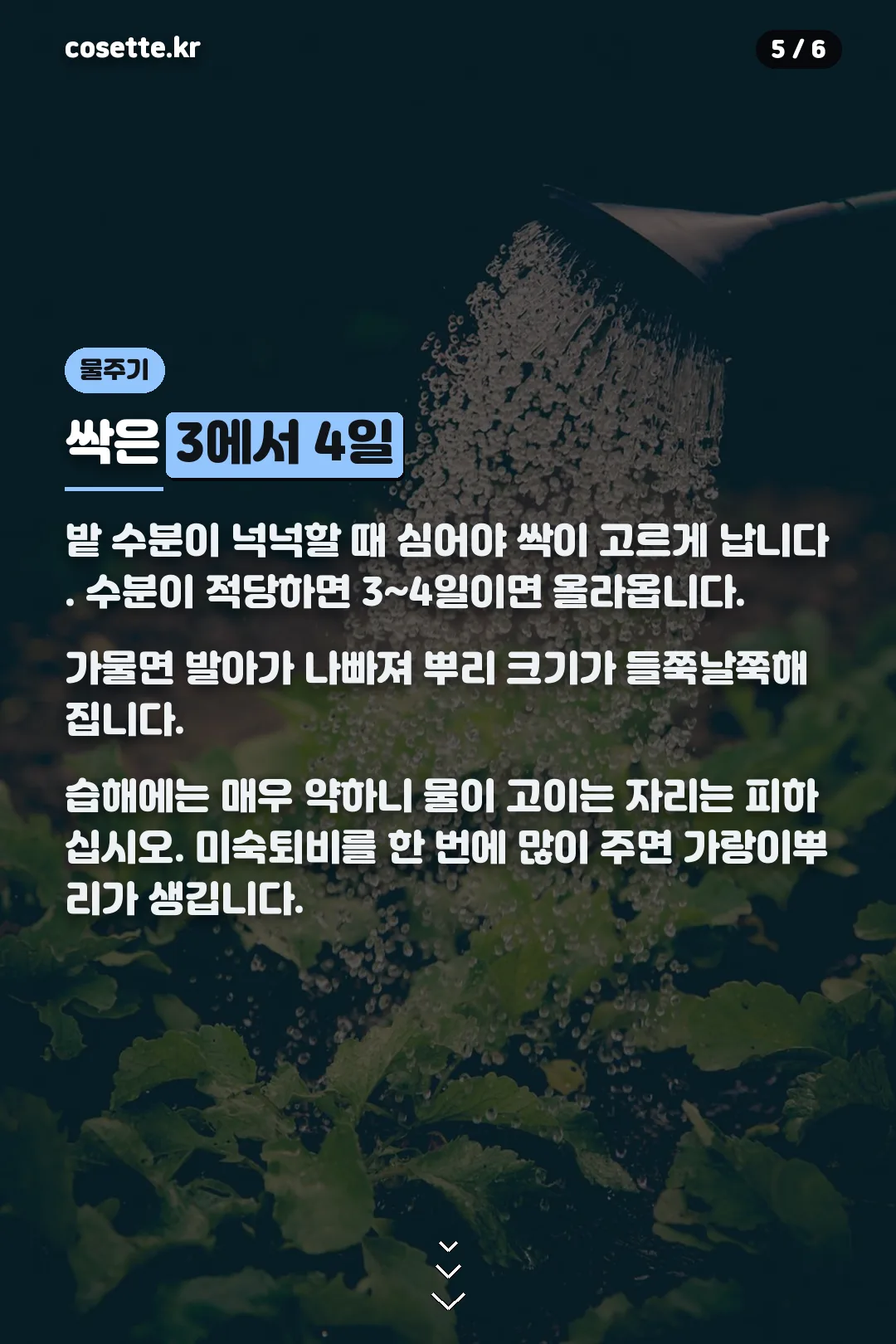 발아와 물주기