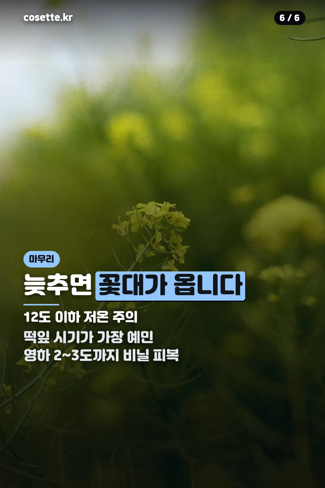 늦게 심었을 때
