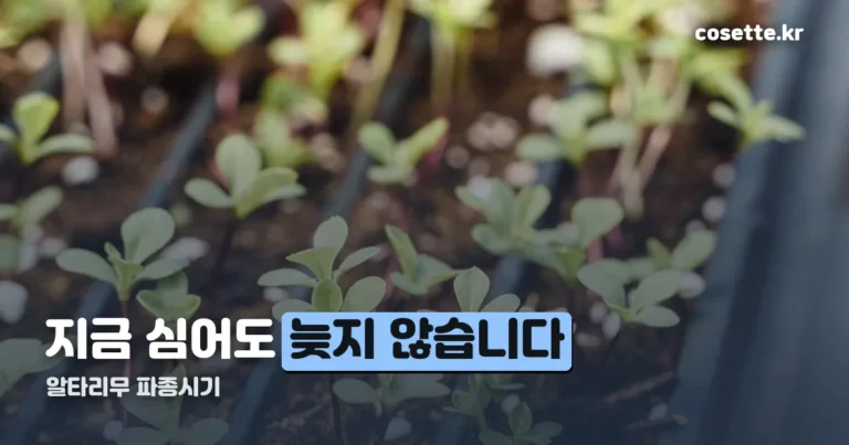 알타리무 파종시기 — 8월 하순은 아직 늦지 않았습니다