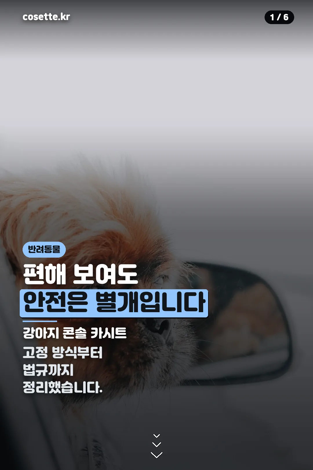 강아지 콘솔 카시트 표지