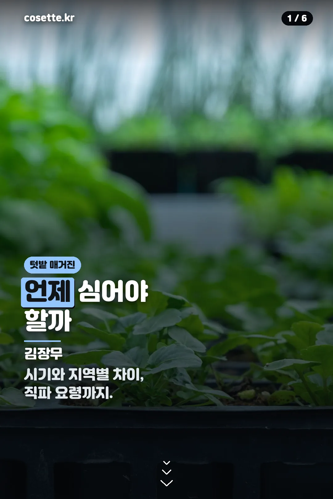 김장무 심는 시기 표지