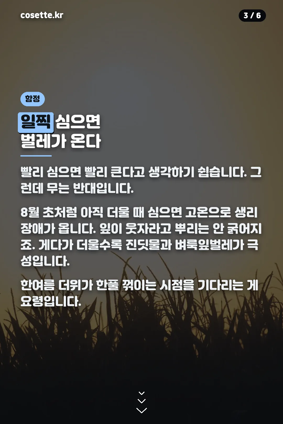 일찍 심을 때 문제