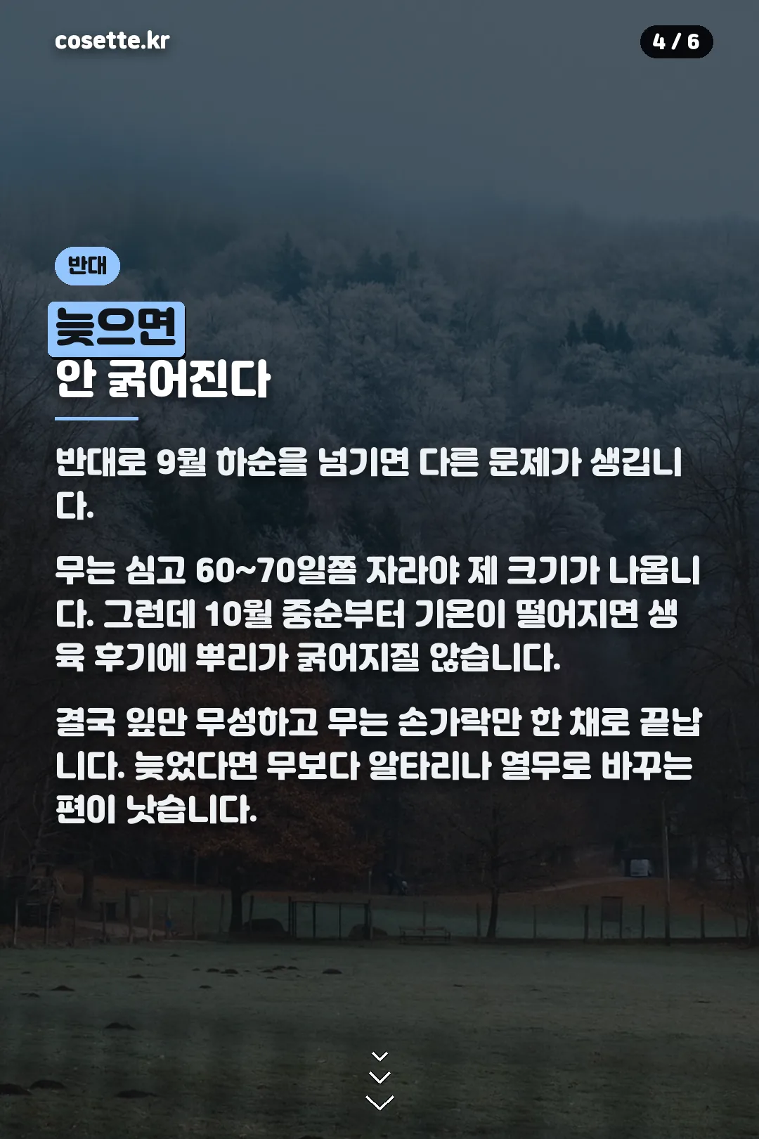 늦게 심을 때 문제