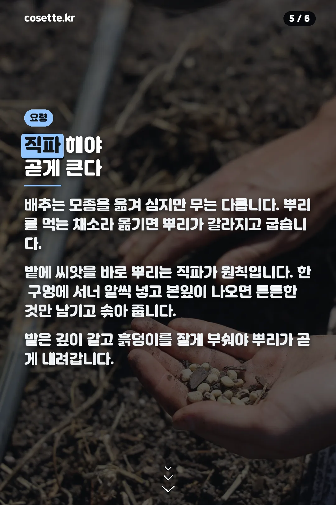 직파 요령