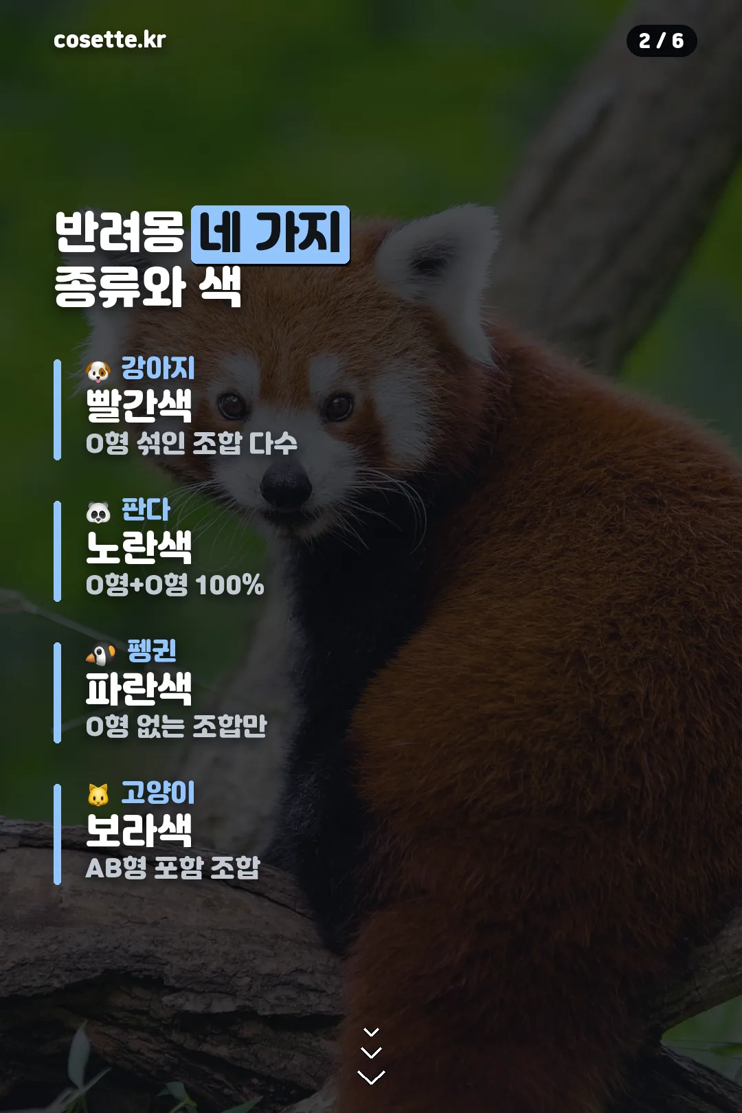 반려몽 네 가지 종류와 색